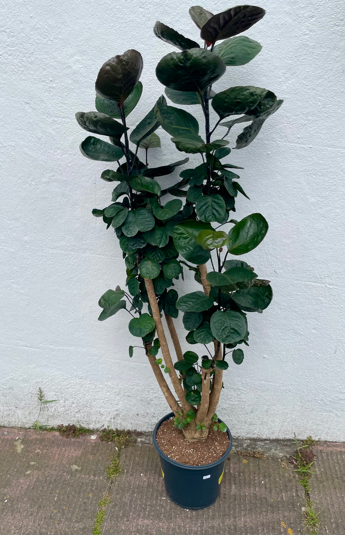 Polyscias fabian (Dinner Plate Aralia)