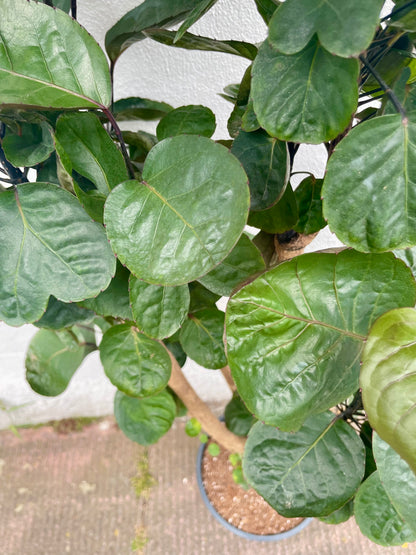 Polyscias fabian (Dinner Plate Aralia)