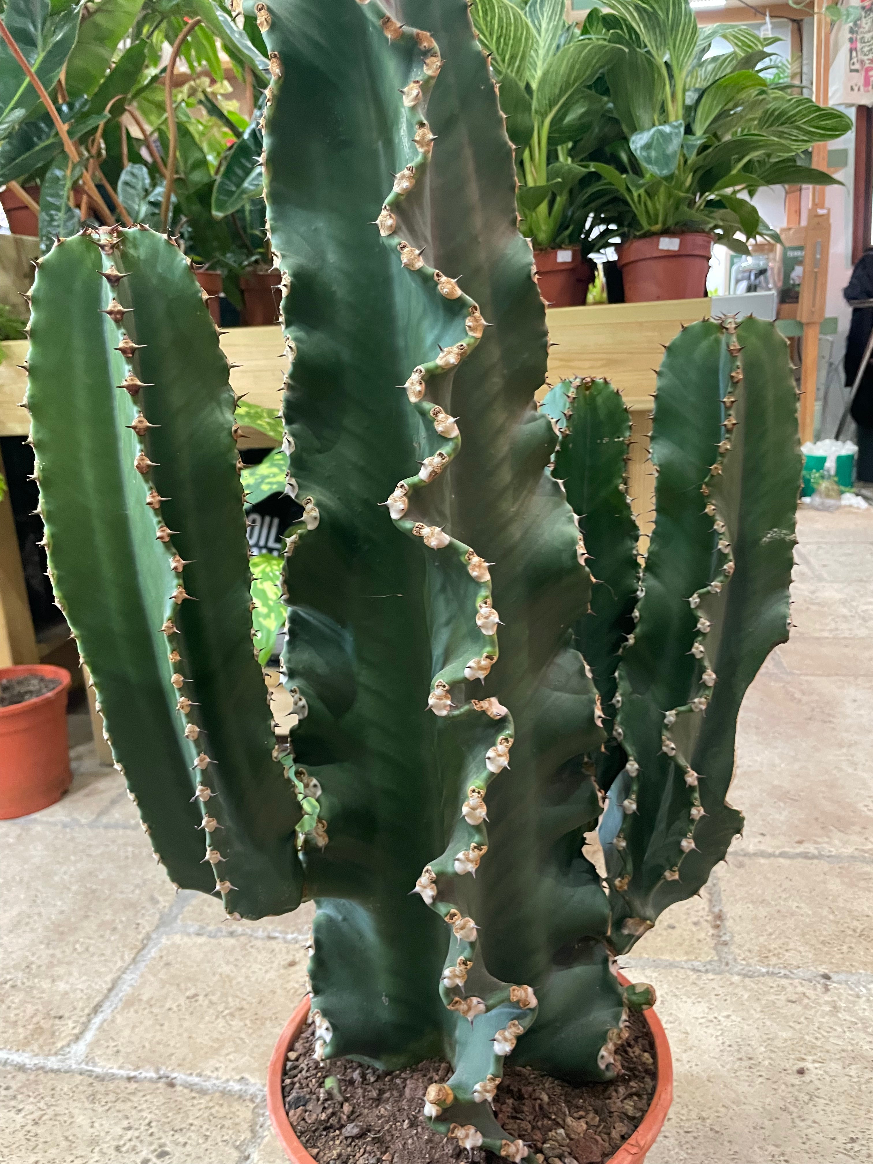 Euphorbia erytrea (Candelabara Cactus/ Desert Cactus)