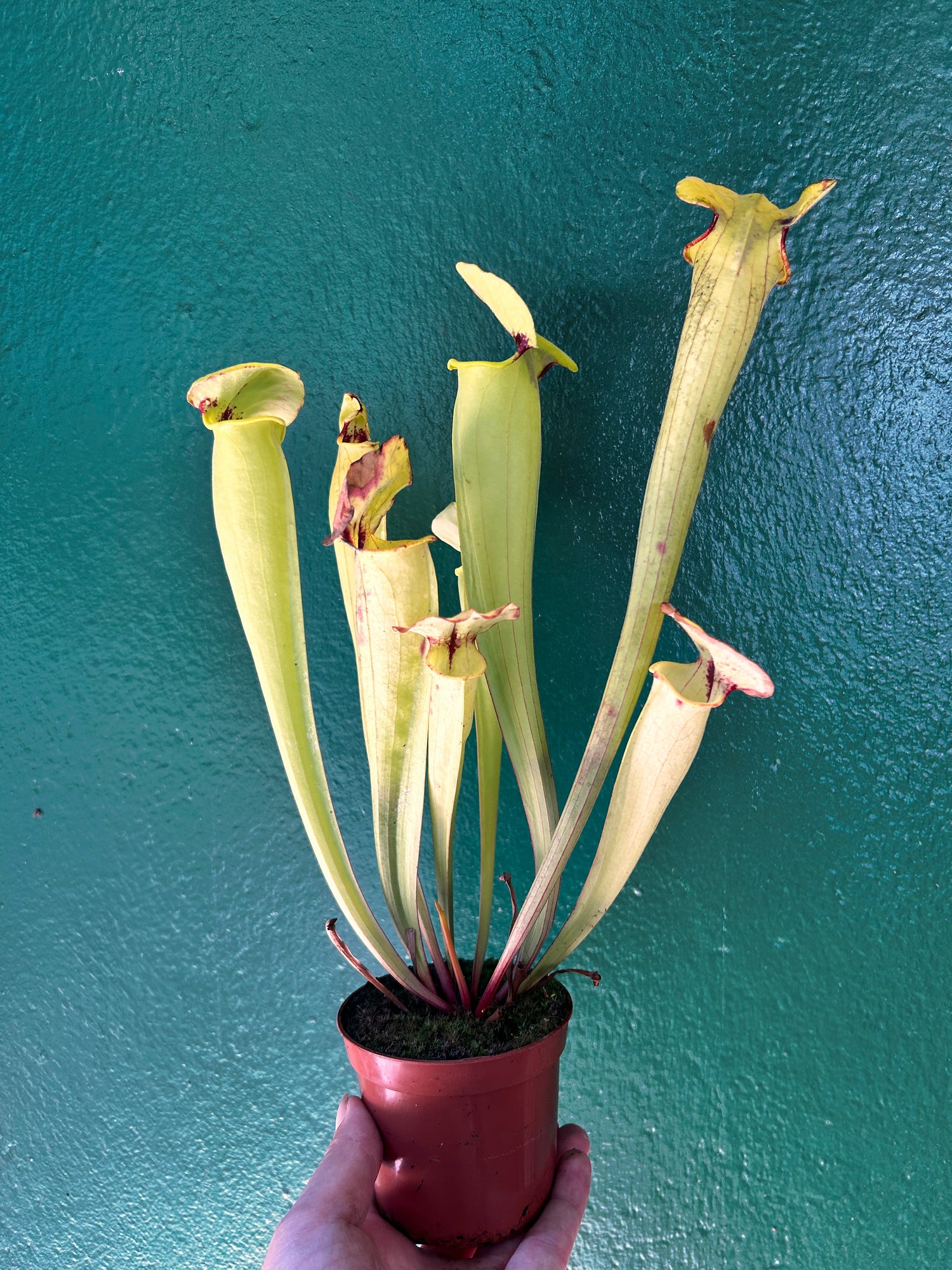 Sarracenia (Trumpet Pitcher plant)