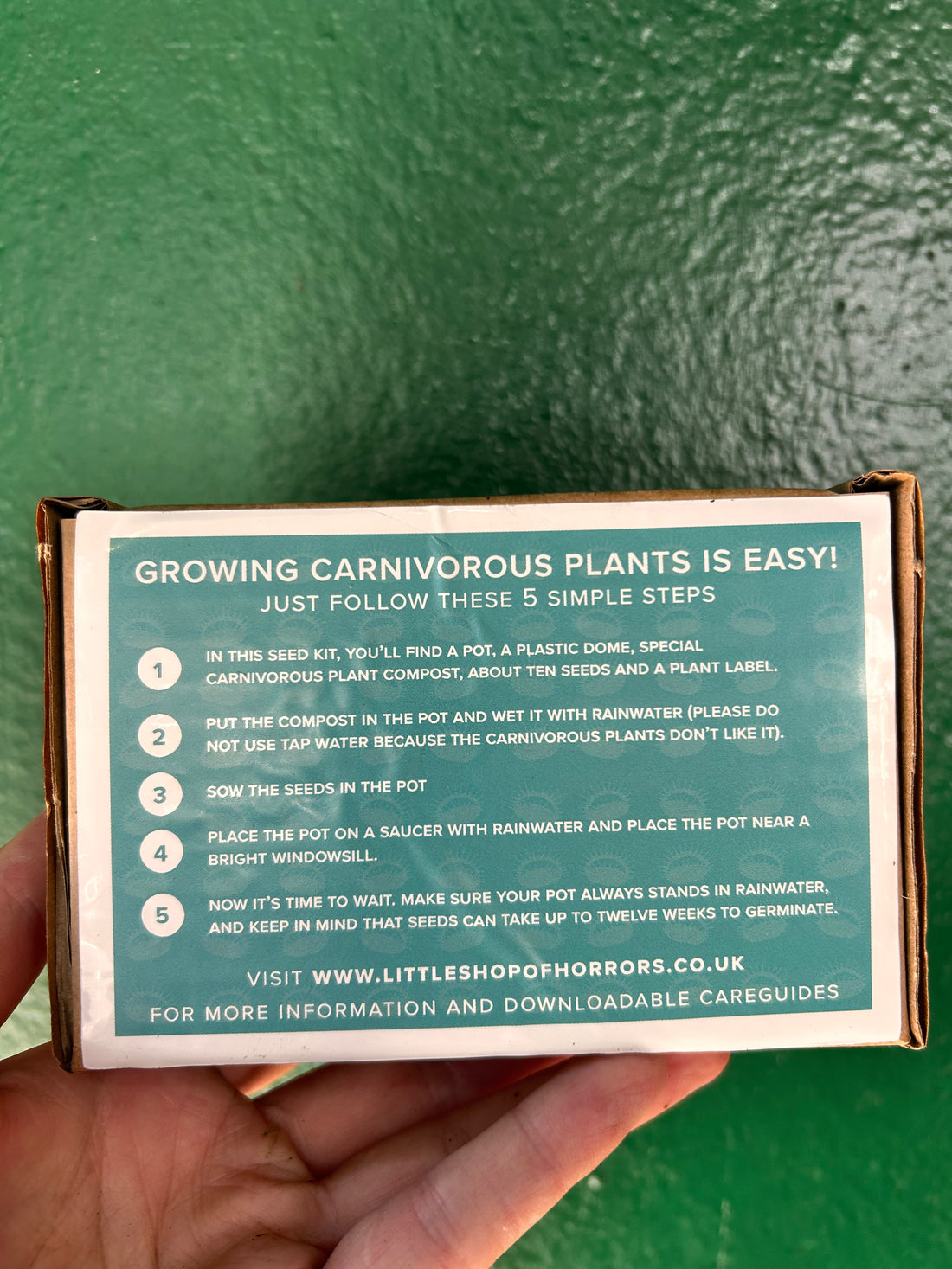Grow Your own venus flytrap kit