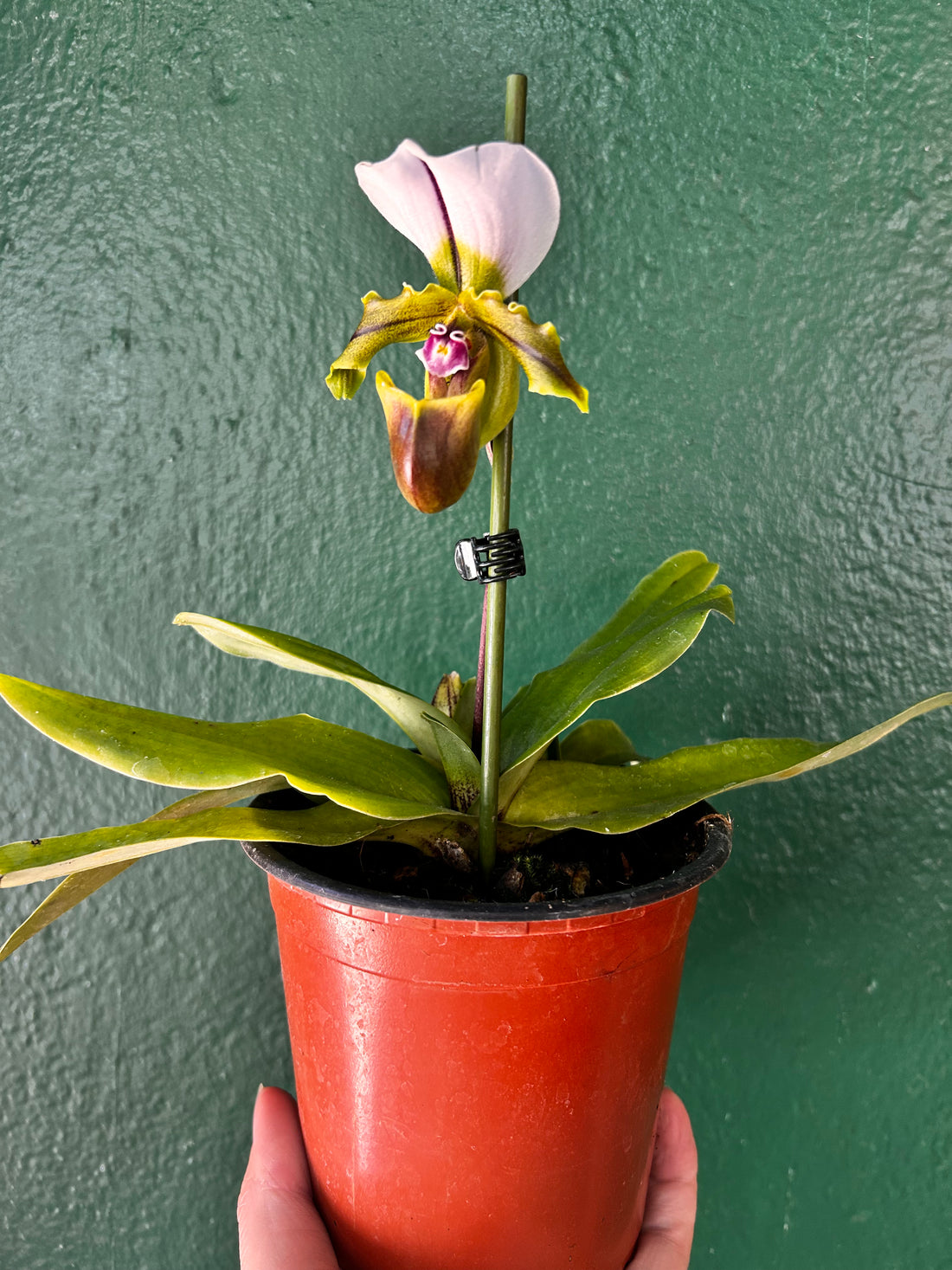 Paphiopedilum Spicerianum (Spicer&