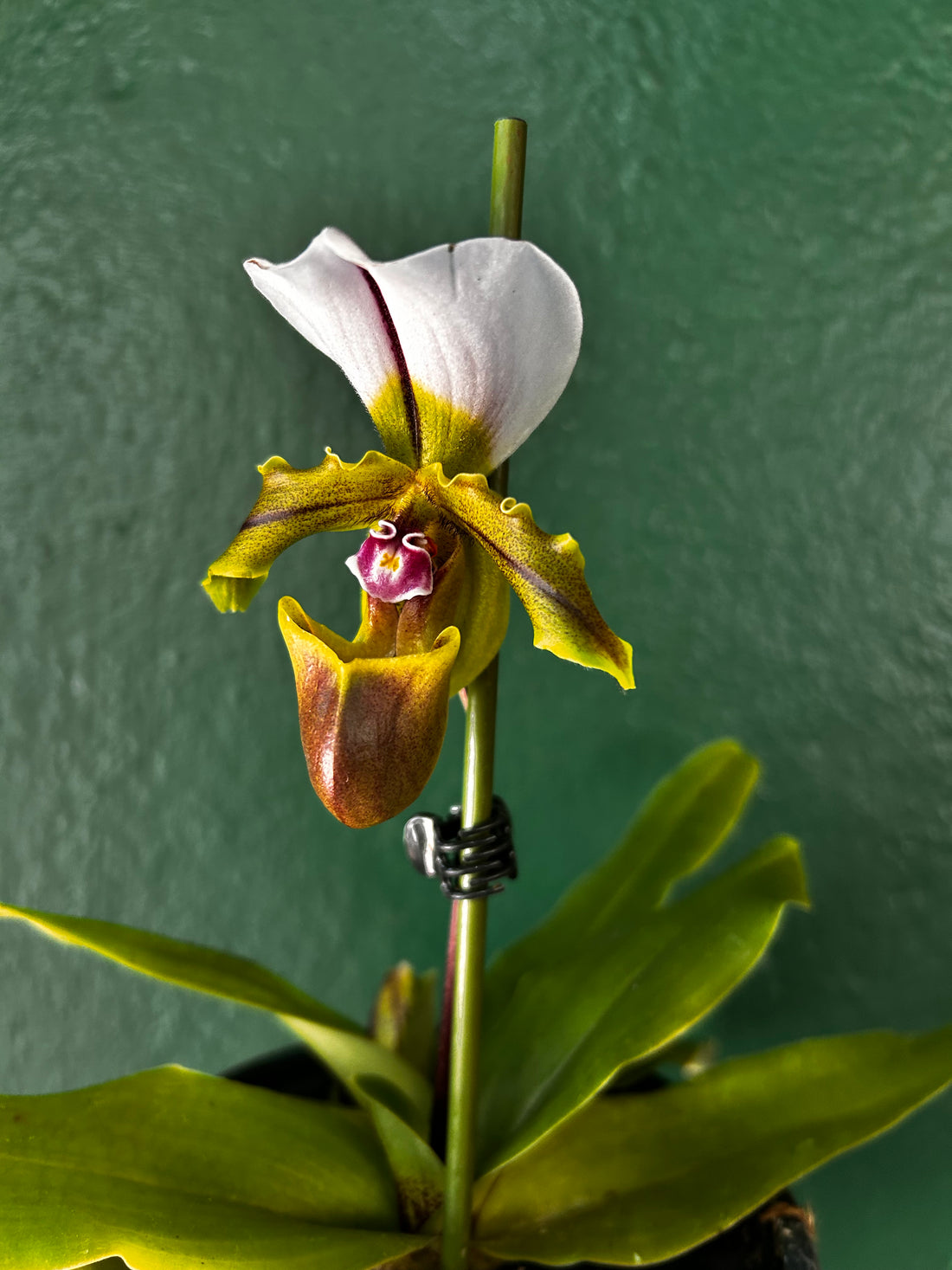 Paphiopedilum Spicerianum (Spicer&