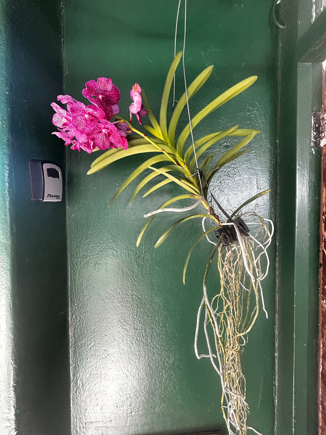 Vanda Kanchana Magic Blue Orchid (Vanda)