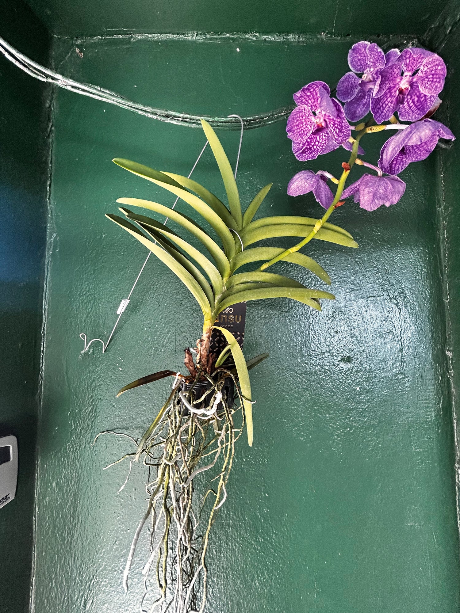 Vanda Kanchana Magic Blue Orchid (Vanda)
