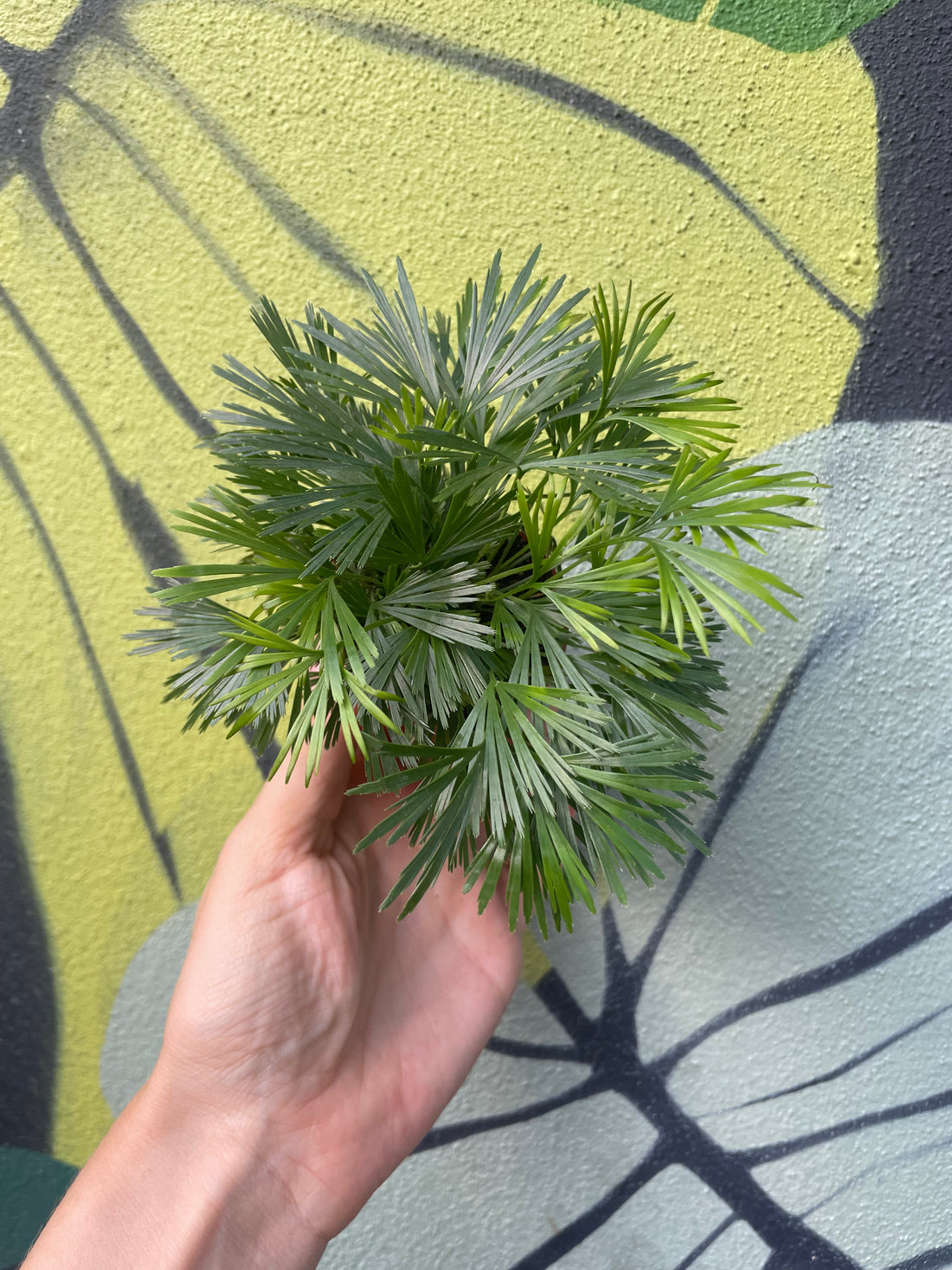 Actiniopteris australis (Eyelash fern/ Ray fern)