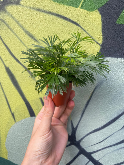 Actiniopteris australis (Eyelash fern/ Ray fern)