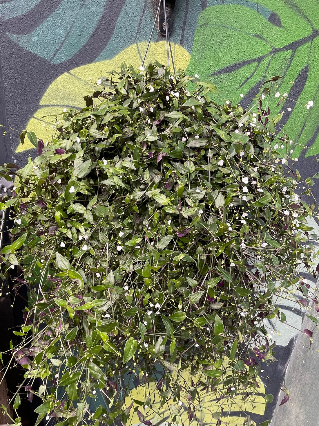 Gibasis pellucida syn. Tradescantia multiflora (Tahitian Bridal Veil)