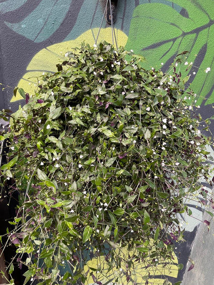 Tradescantia multiflora (Tahitian Bridal Veil)
