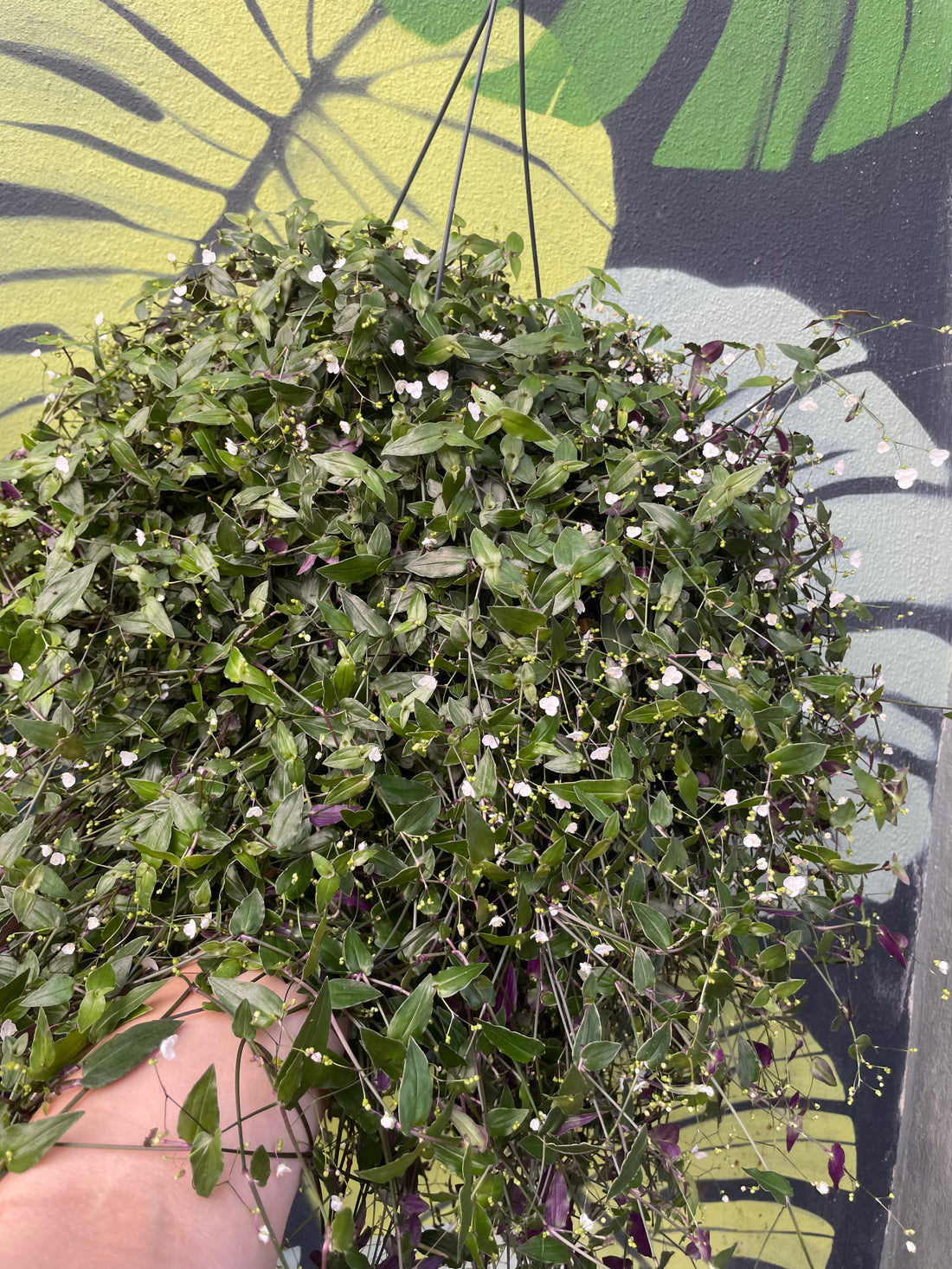 Gibasis pellucida syn. Tradescantia multiflora (Tahitian Bridal Veil)