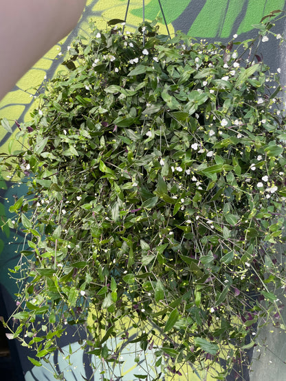 Tradescantia multiflora (Tahitian Bridal Veil)