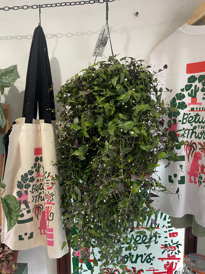 Tradescantia multiflora (Tahitian Bridal Veil)