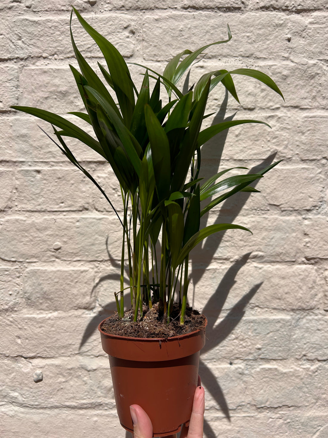 Dypsis lutescens (Areca palm/ Butterfly palm)