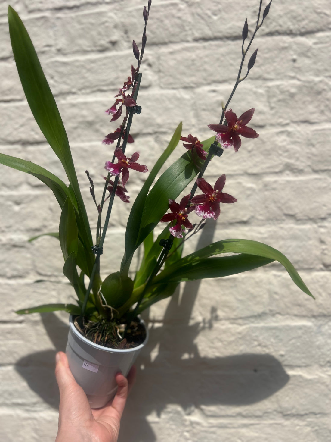 Cambria Orchid &