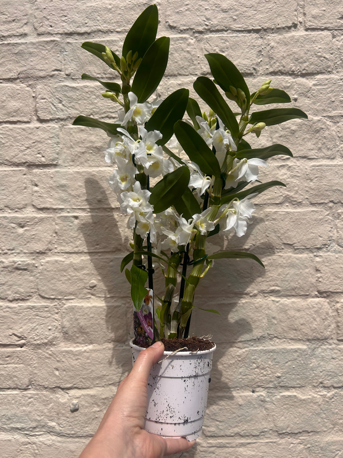 Dendrobium &