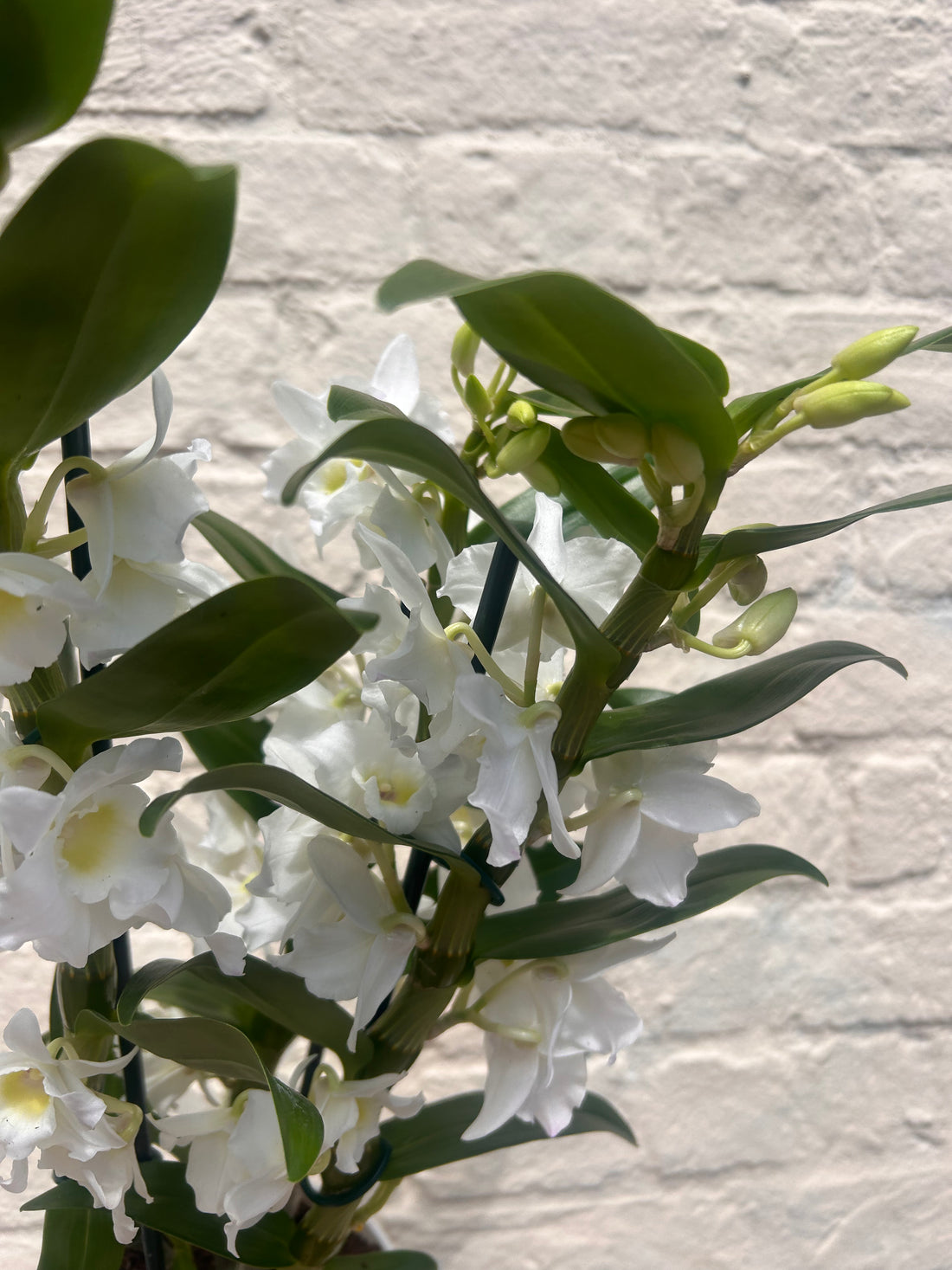 Dendrobium &