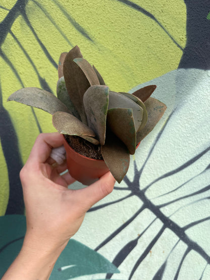 Kalanchoe orygalis (Copper spoons)
