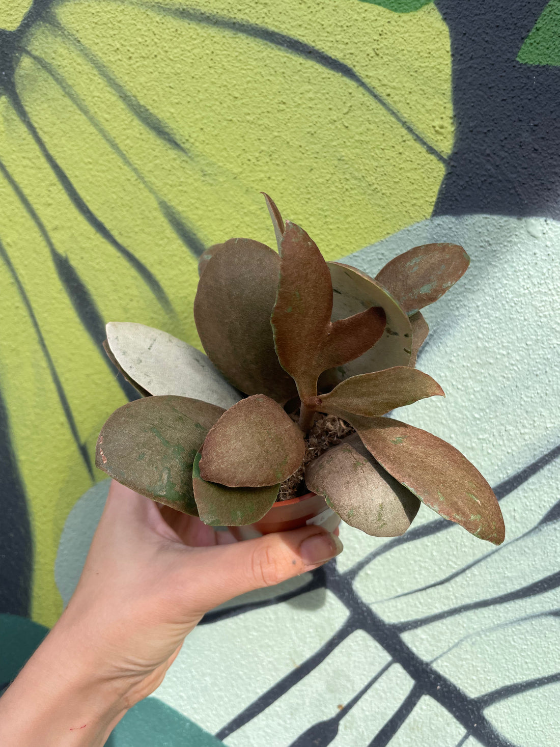 Kalanchoe orygalis (Copper spoons)