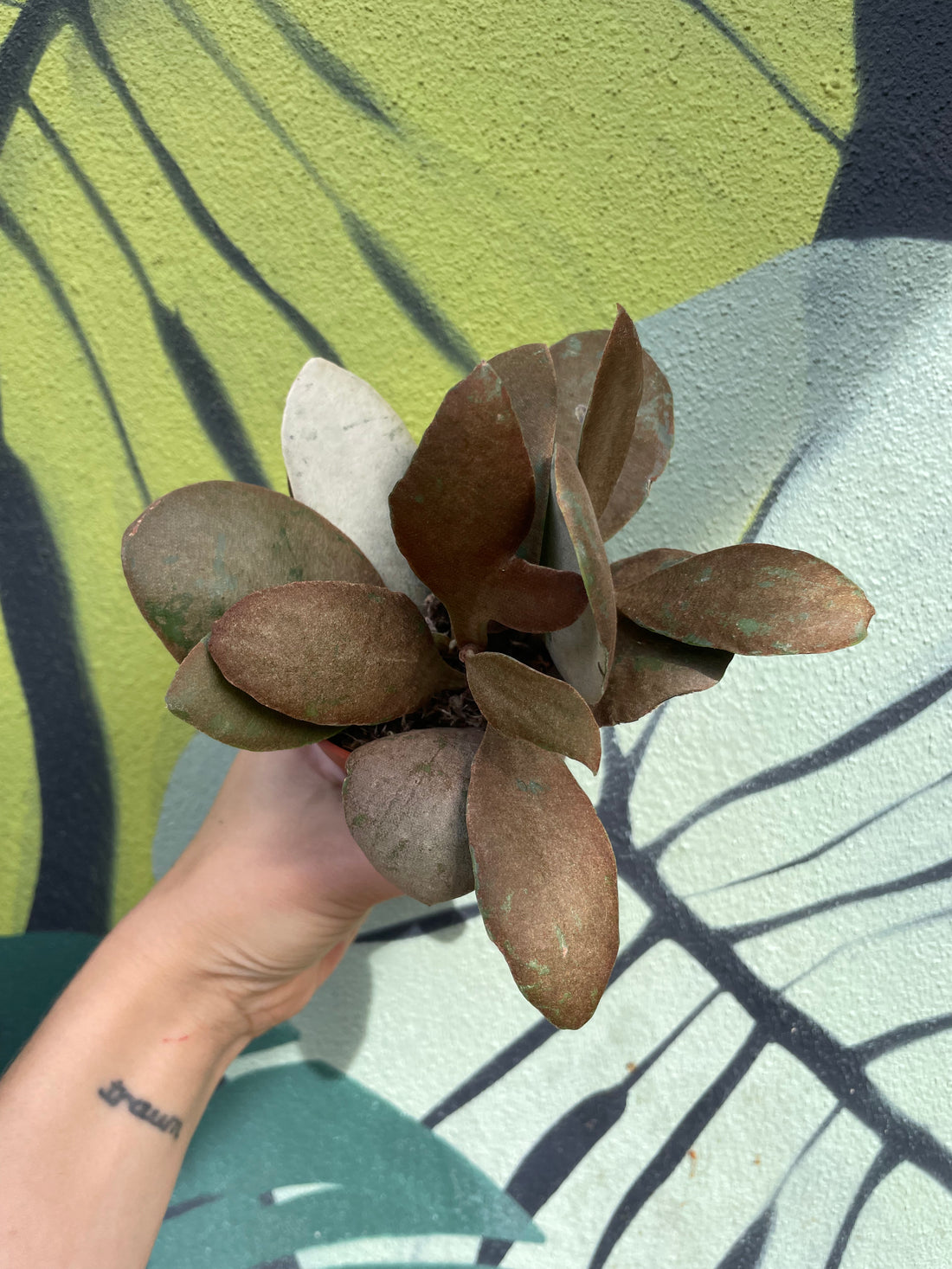 Kalanchoe orygalis (Copper spoons)