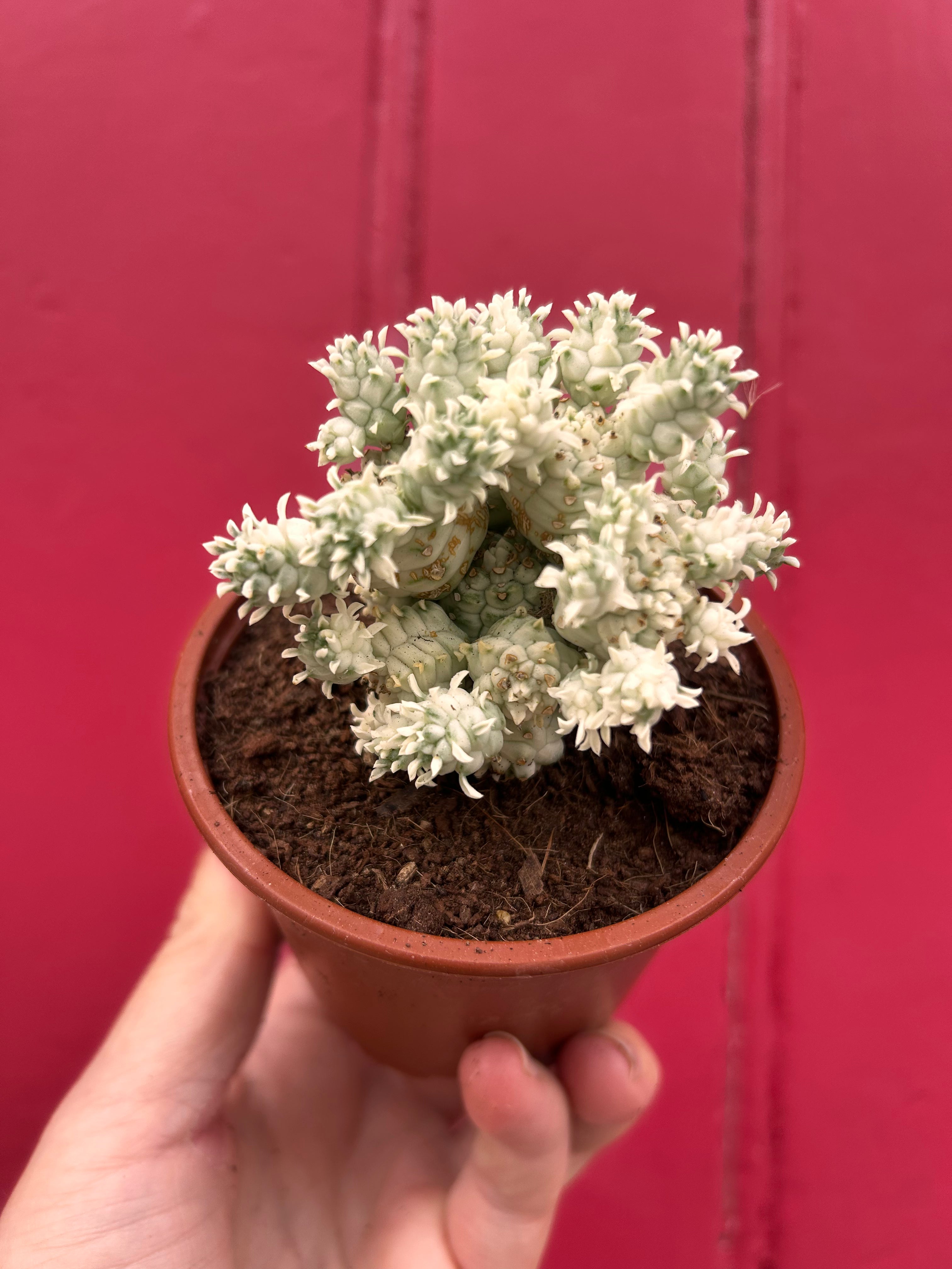 Euphorbia Mammilaris Variegata &