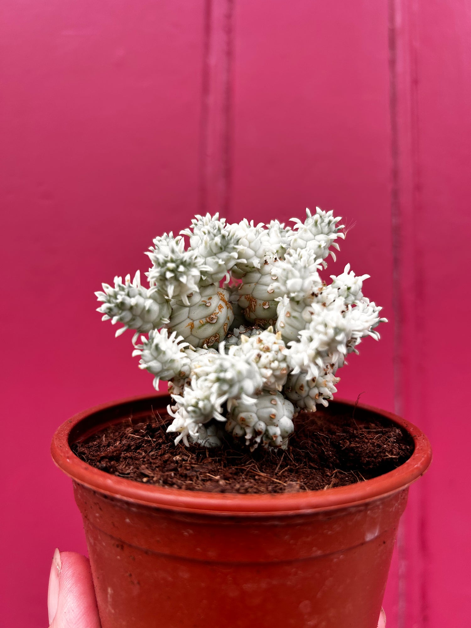 Euphorbia Mammilaris Variegata &