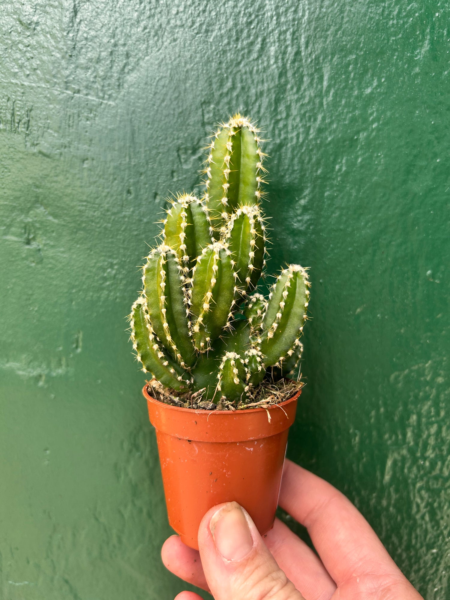 Cereus Peruvianus &