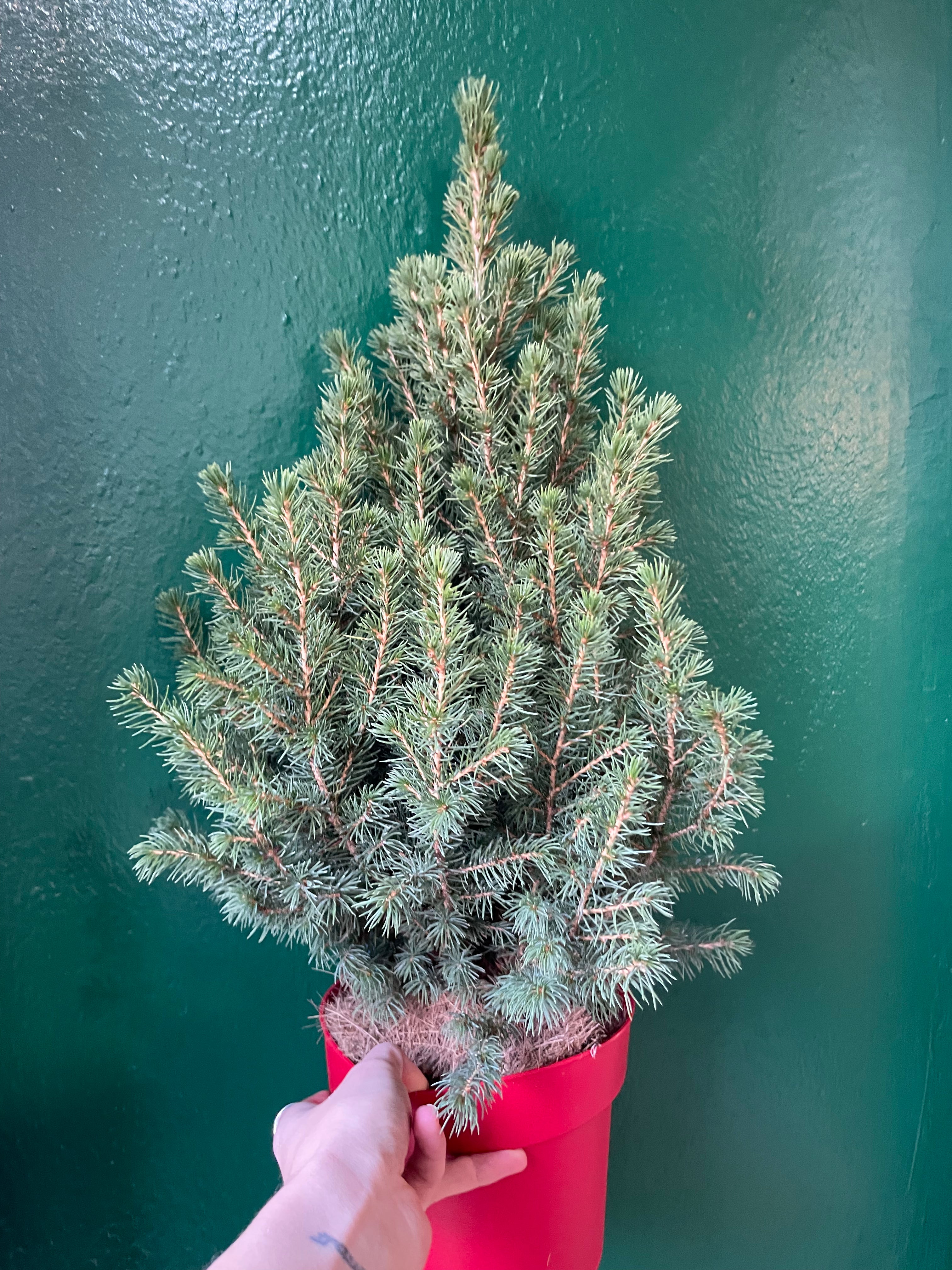 Picea glauca &