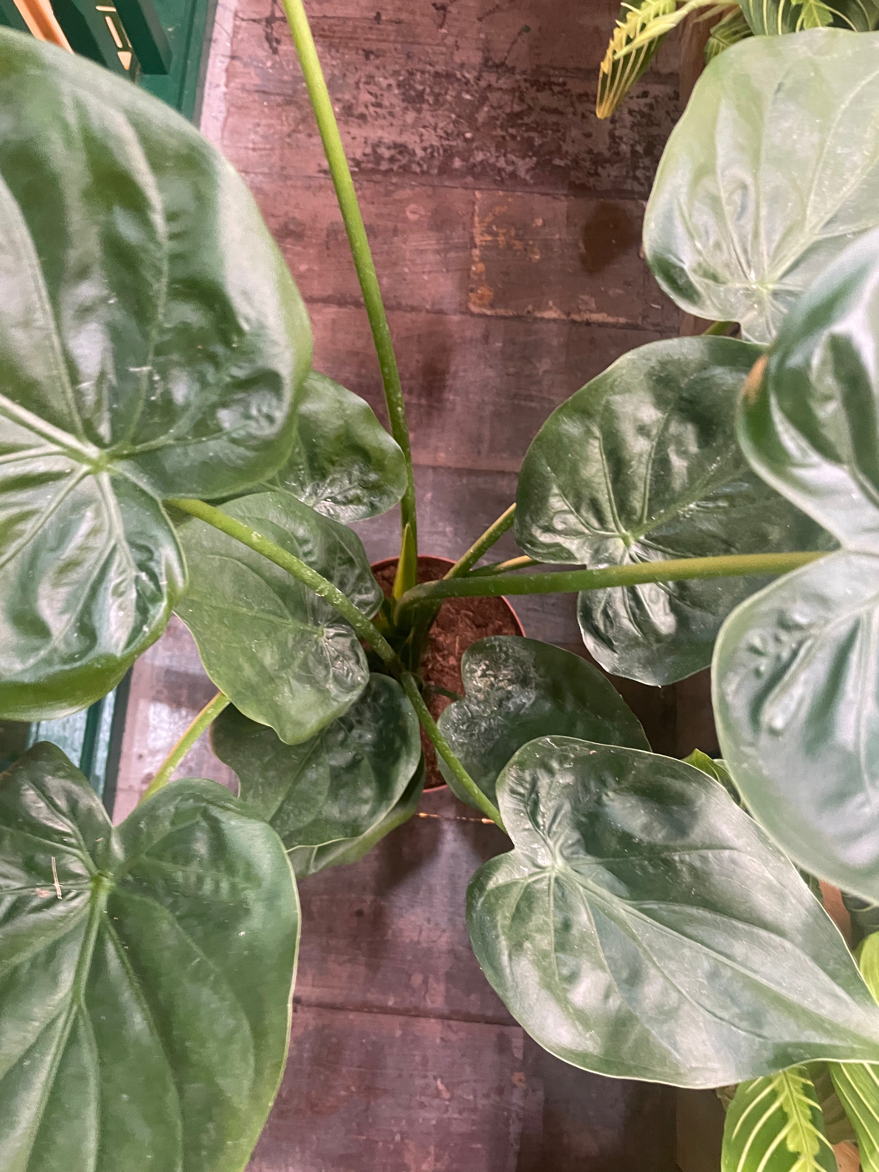 Alocasia cucullata (Hooded Dwarf Elephant Ear)