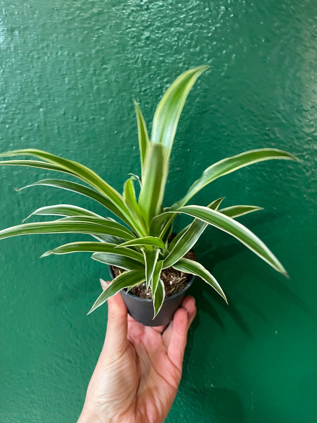 Chlorophytum comosum &