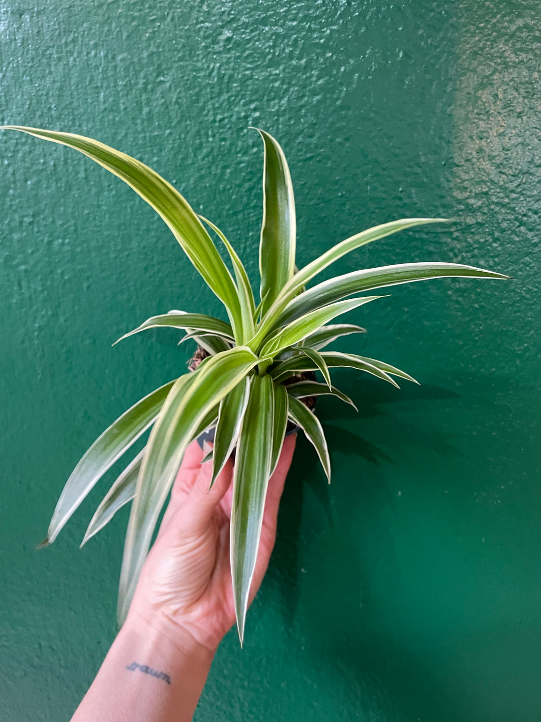 Chlorophytum comosum &
