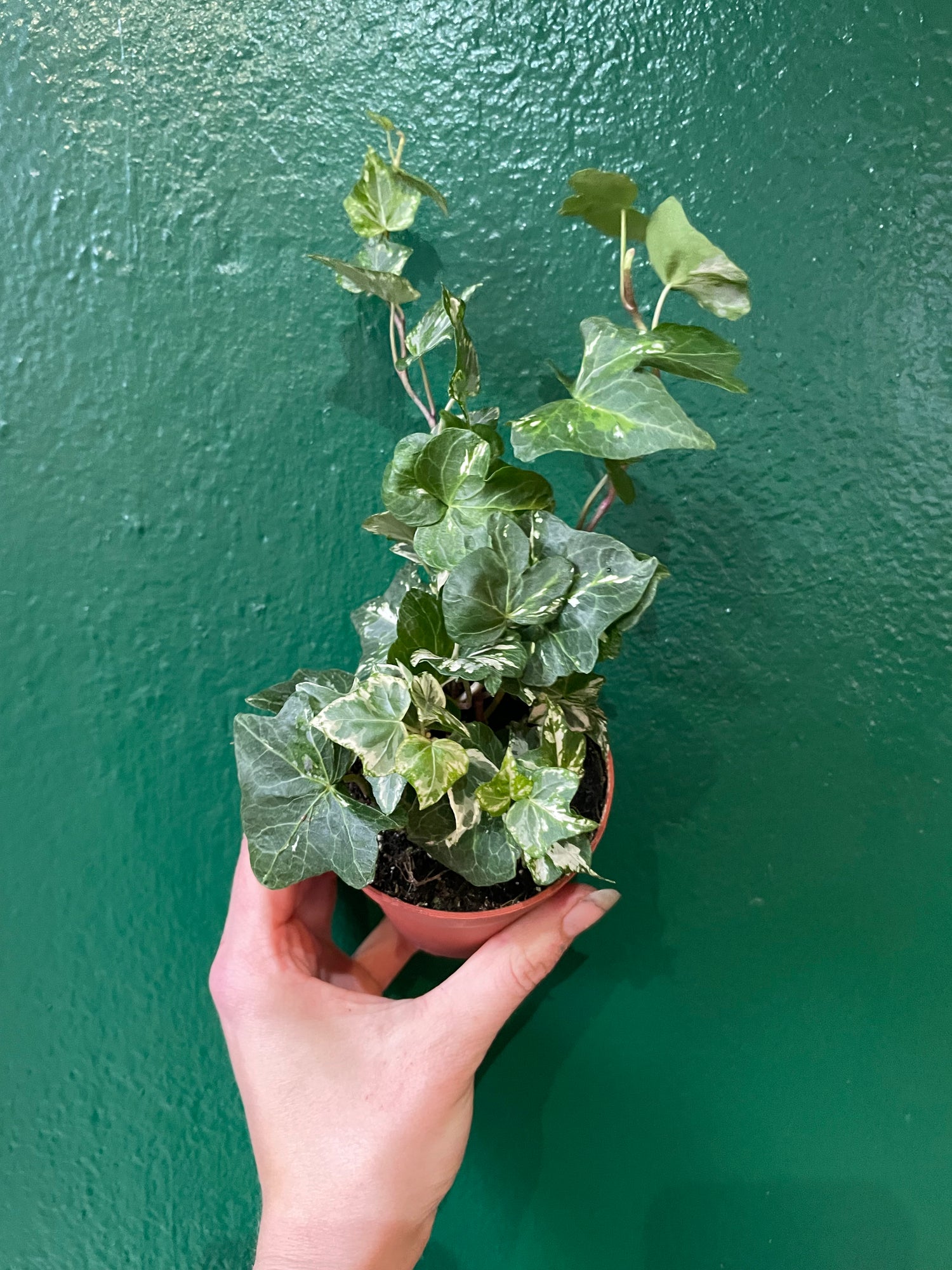 Hedera helix (Variegated Ivy)