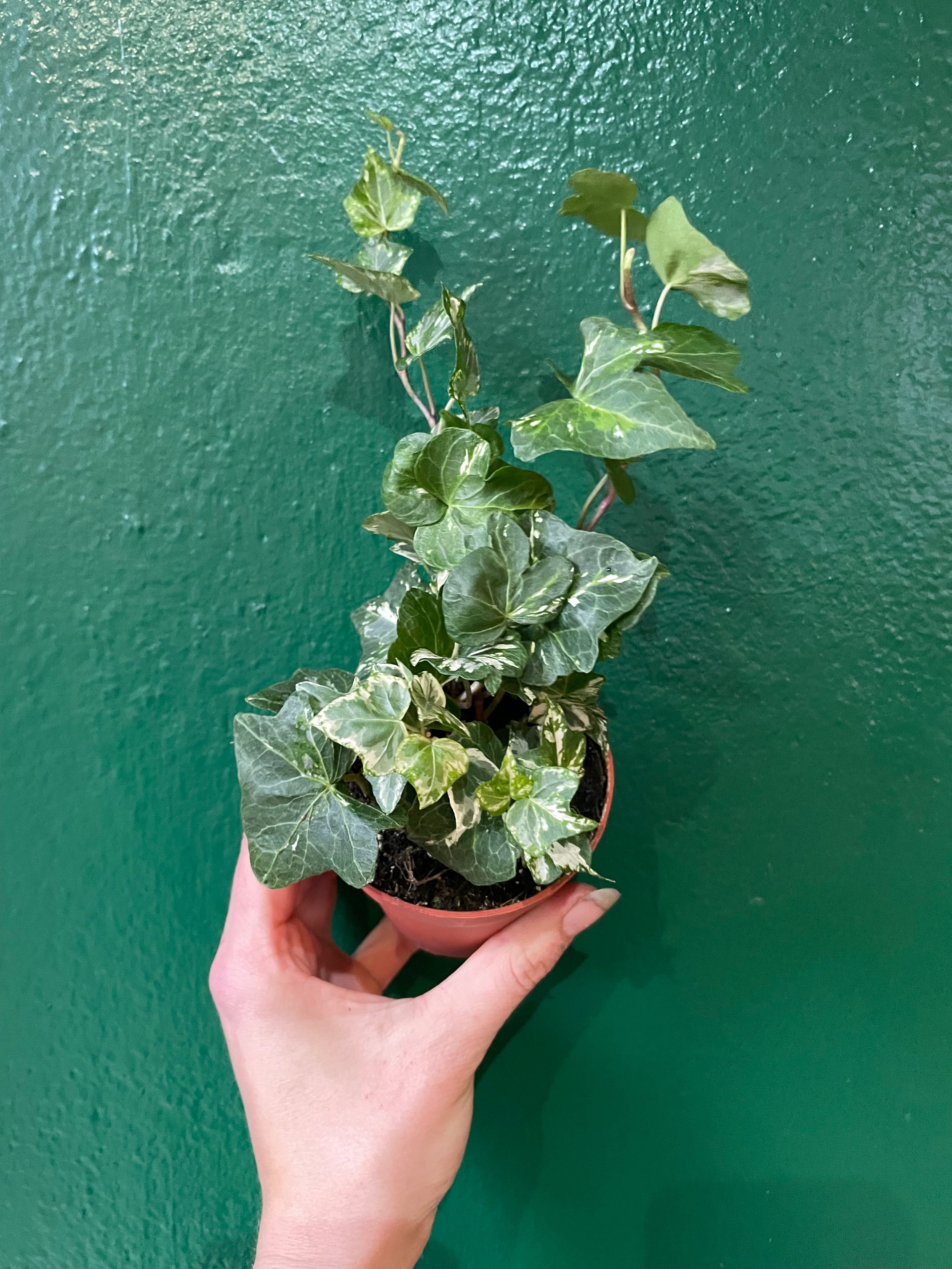 Hedera helix (Variegated Ivy)