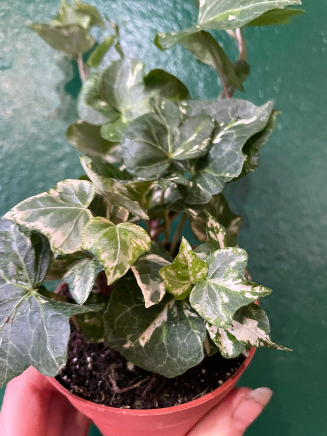 Hedera helix (Variegated Ivy)