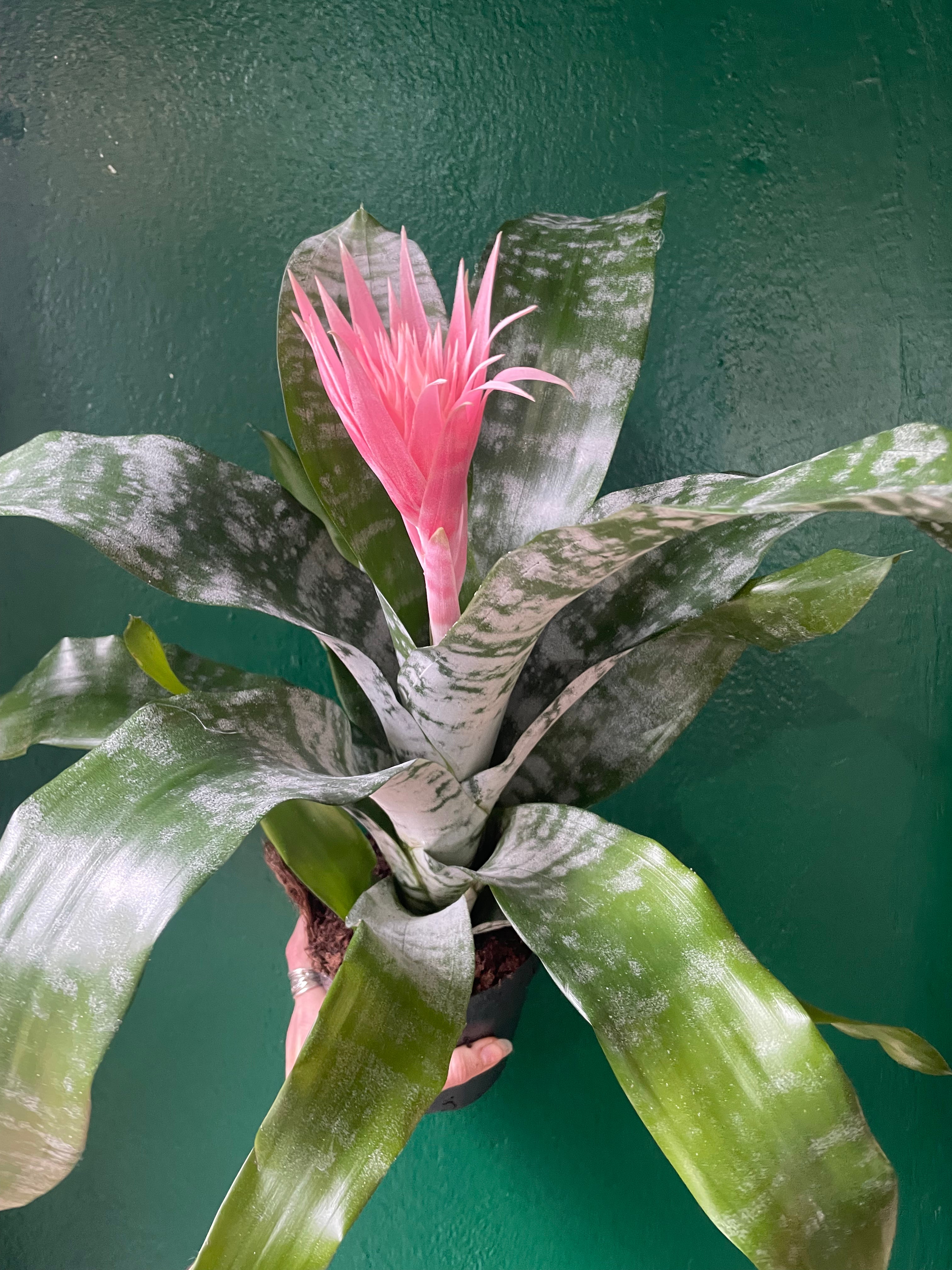Aechmea fasciata &