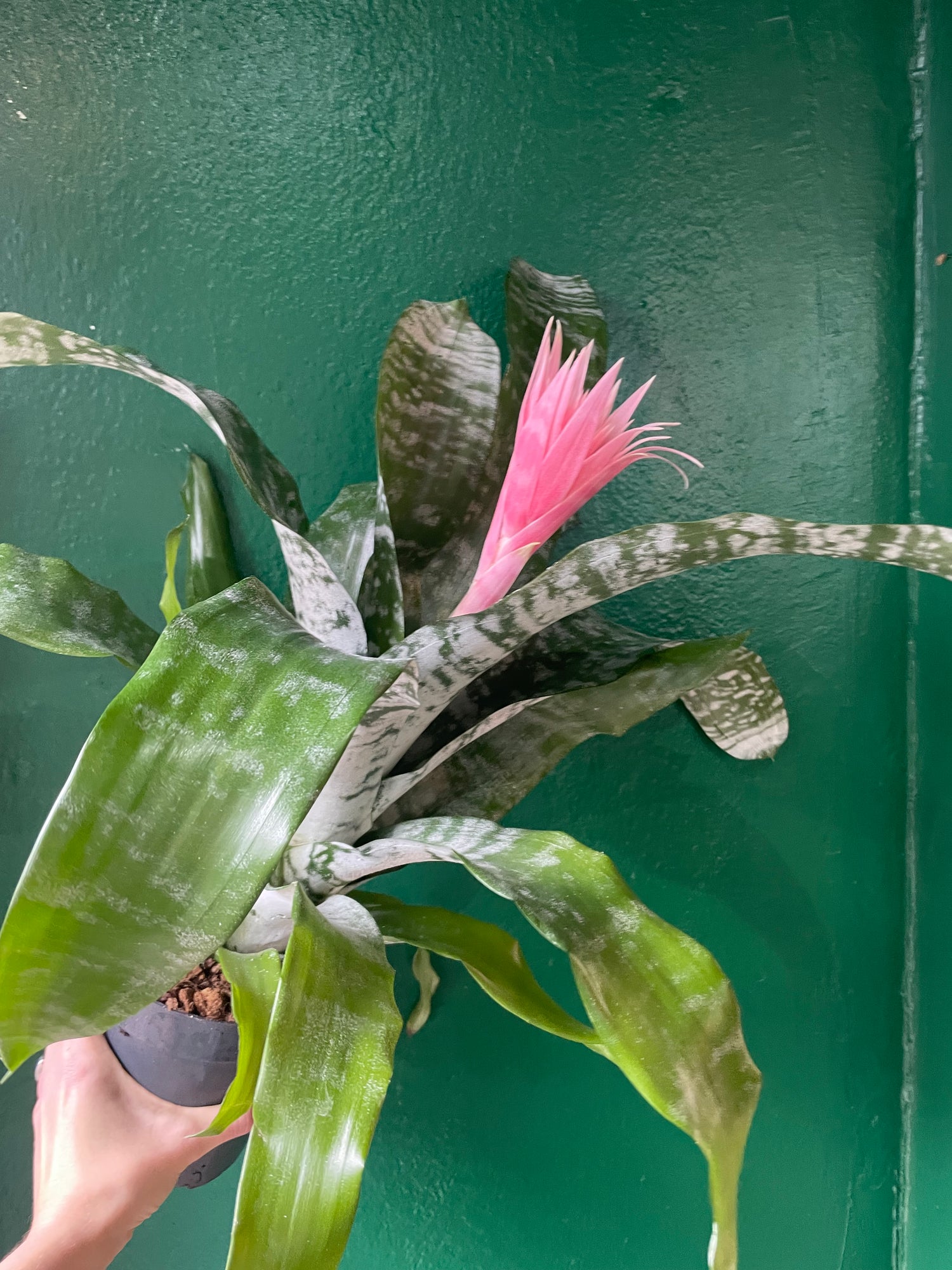 Aechmea fasciata &
