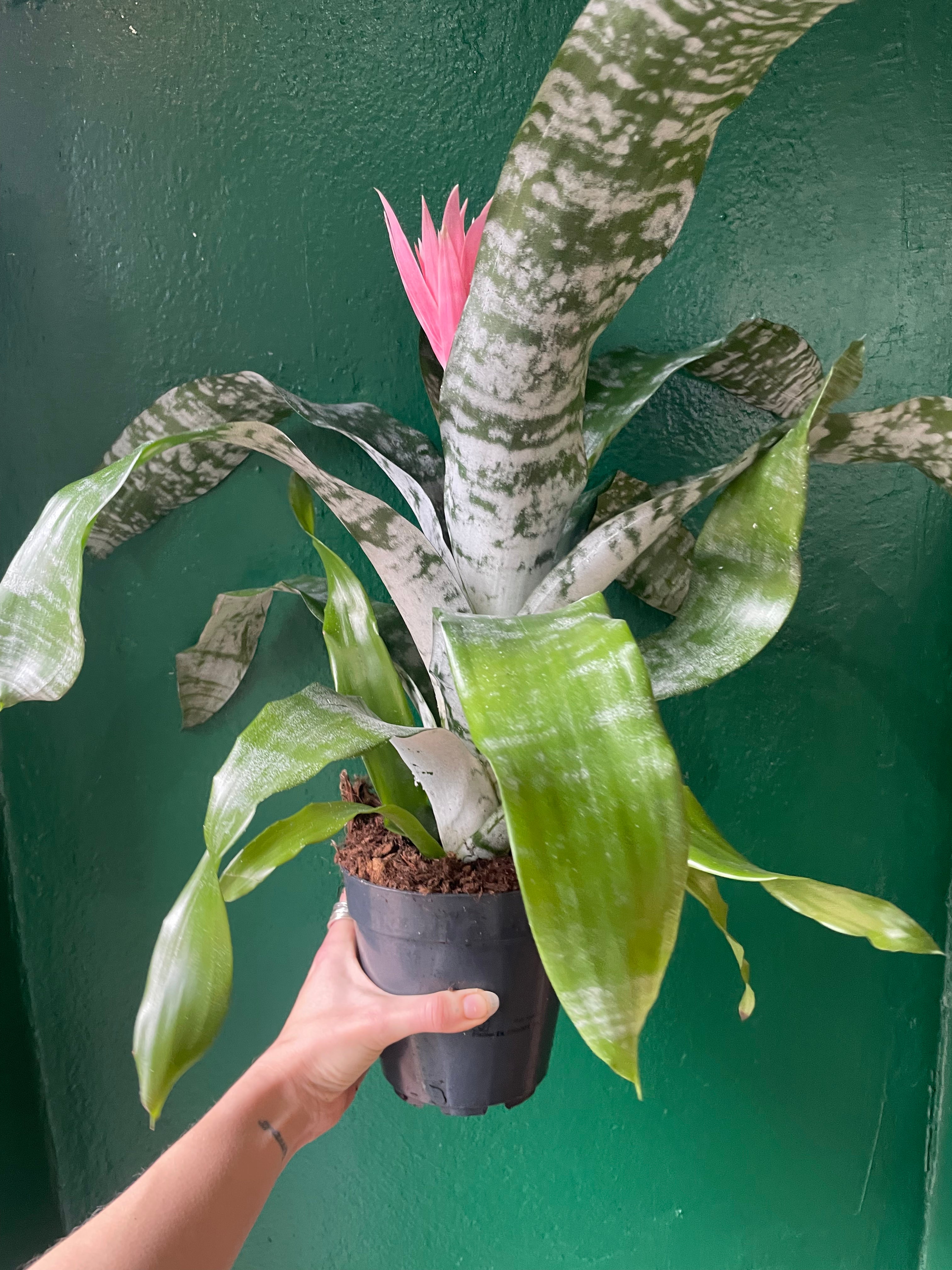 Aechmea fasciata &