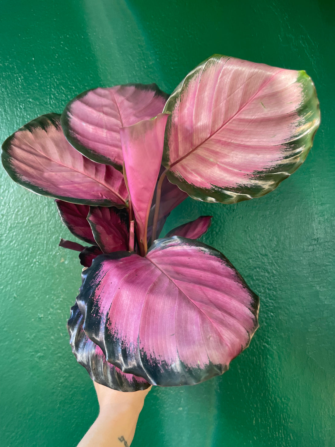 Goeppertia roseopicta &