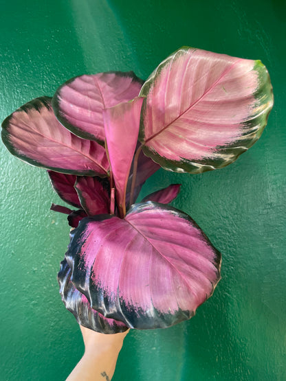 Goeppertia roseopicta &