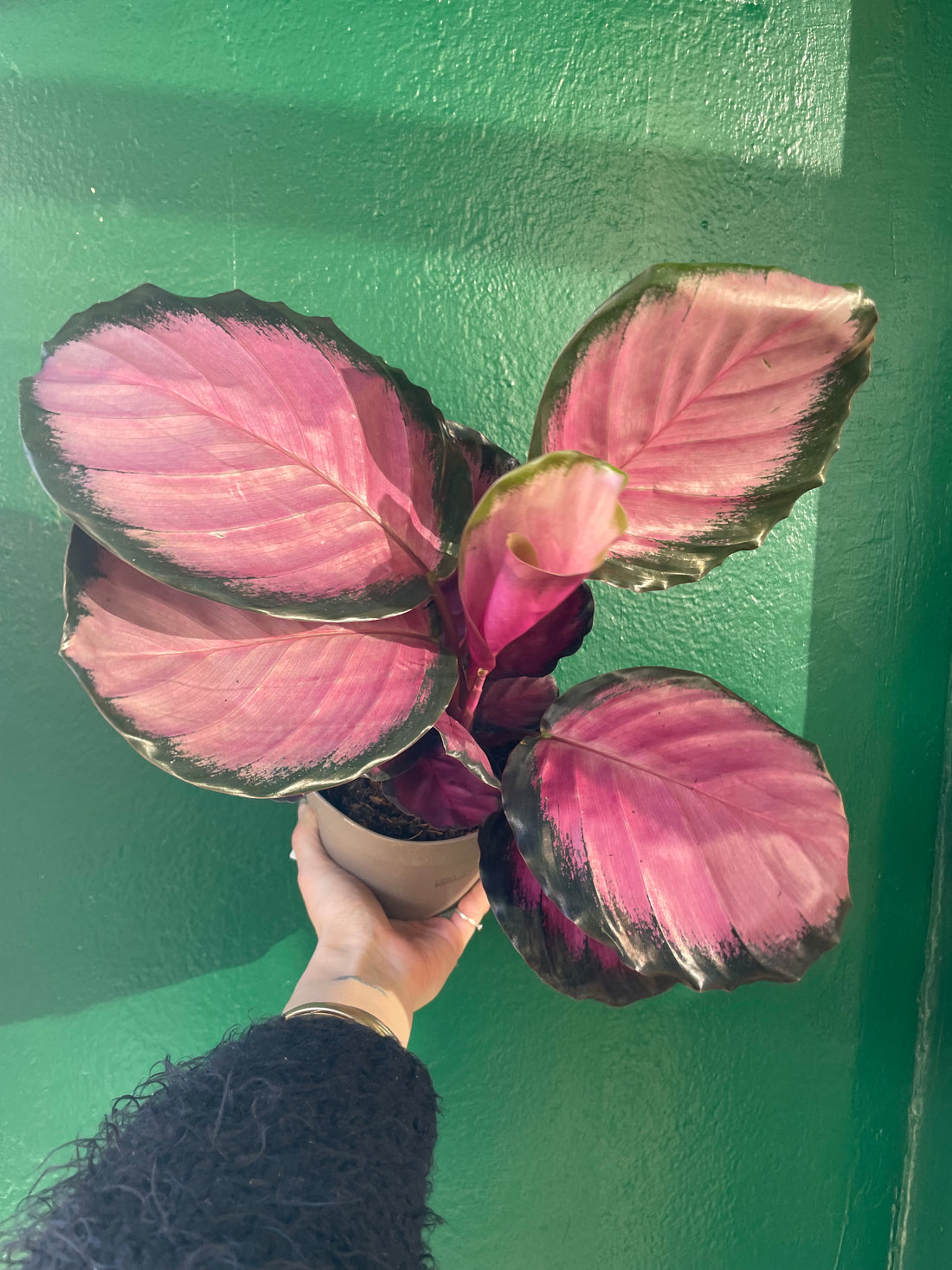 Goeppertia roseopicta &