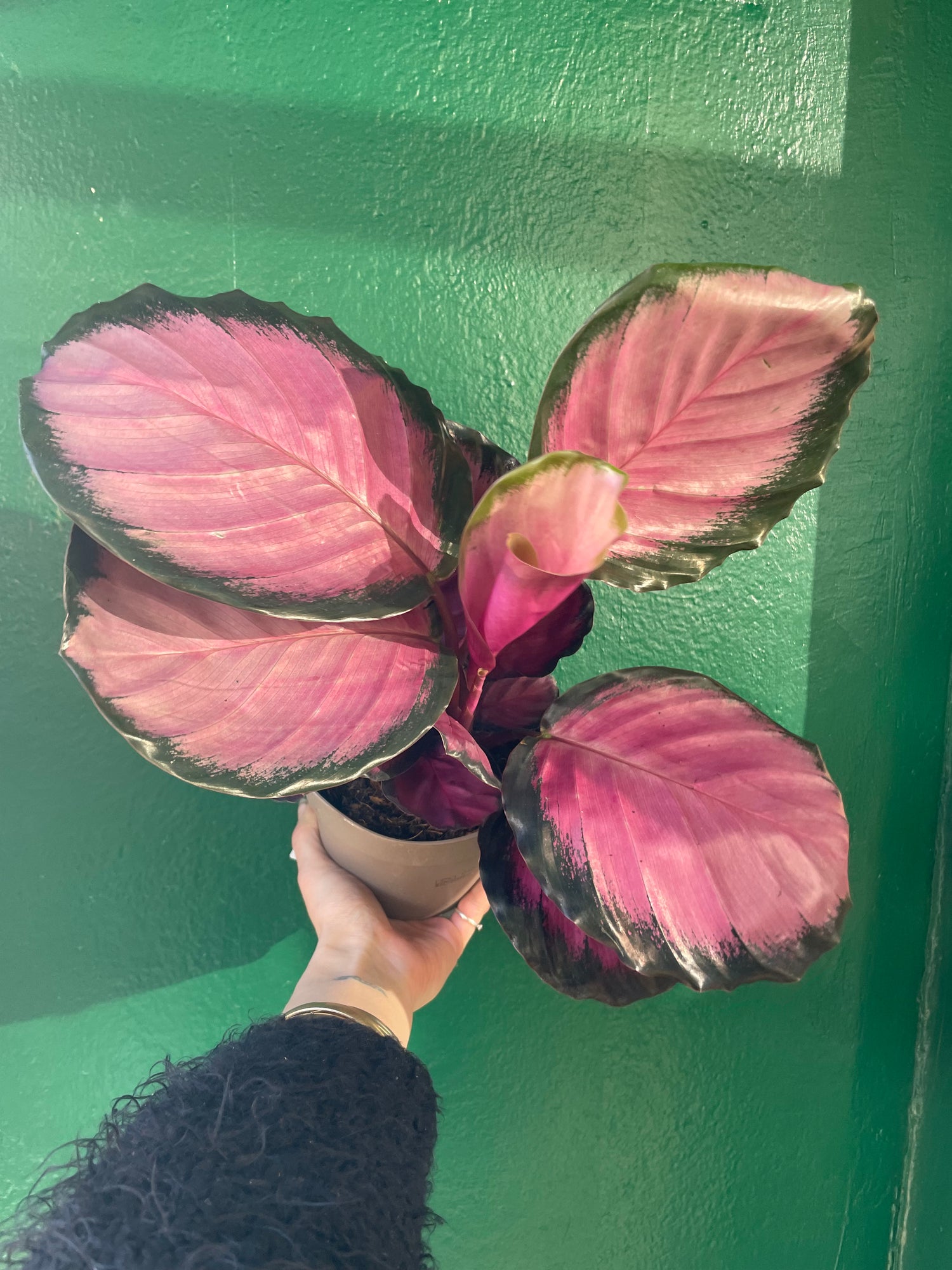 Goeppertia roseopicta &