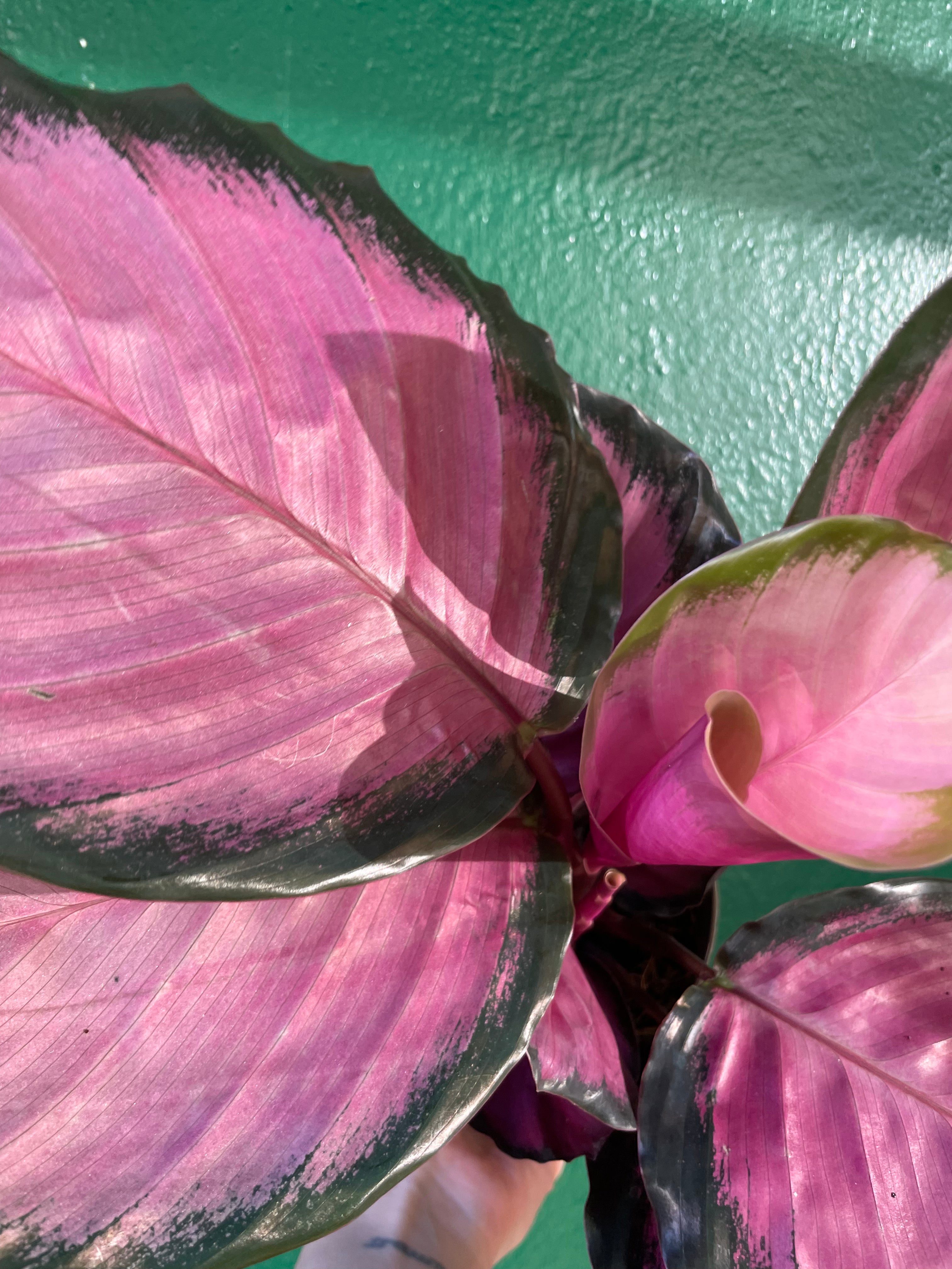 Goeppertia roseopicta &