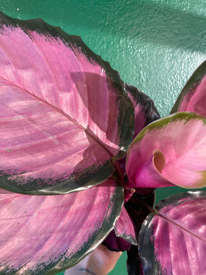 Goeppertia roseopicta &