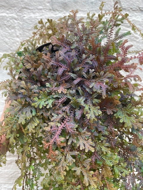 Selaginella uncinata &