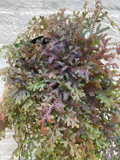 Selaginella uncinata &