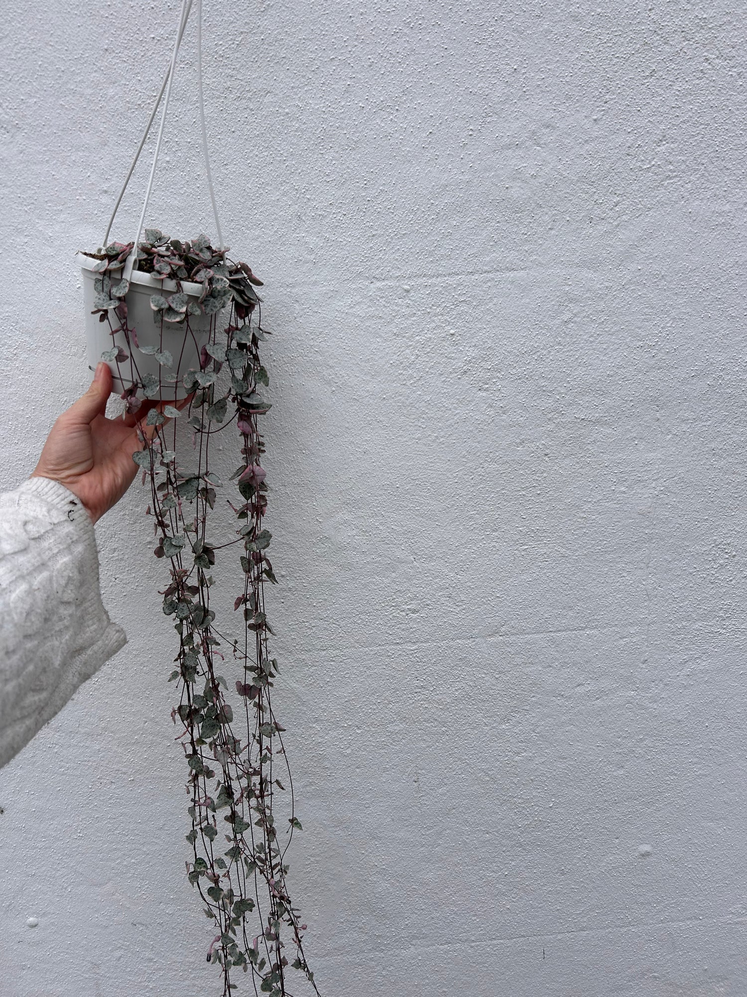 Ceropegia woodii (Variegated String of Hearts/ Rosary Vine)