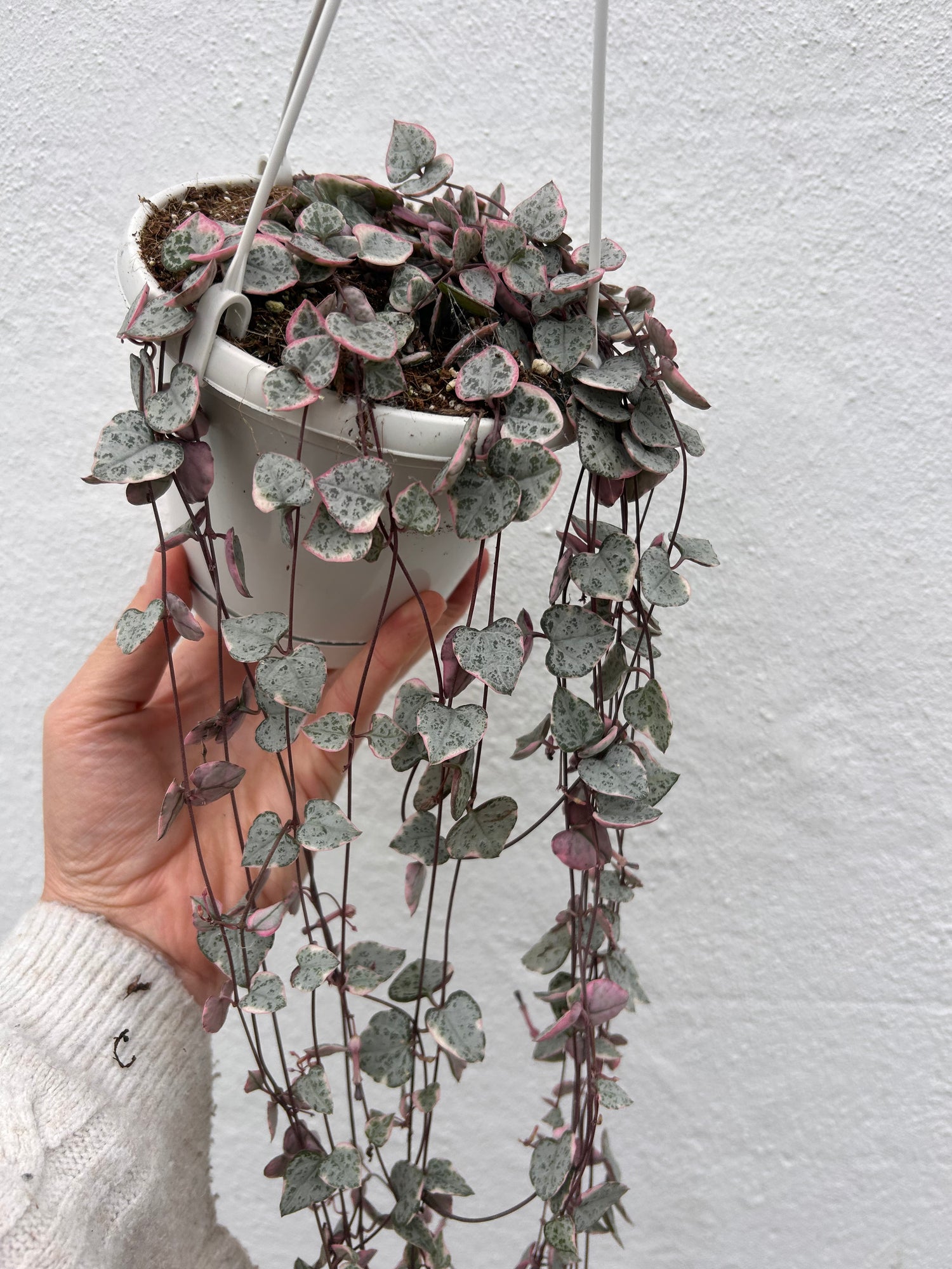 Ceropegia woodii (Variegated String of Hearts/ Rosary Vine)