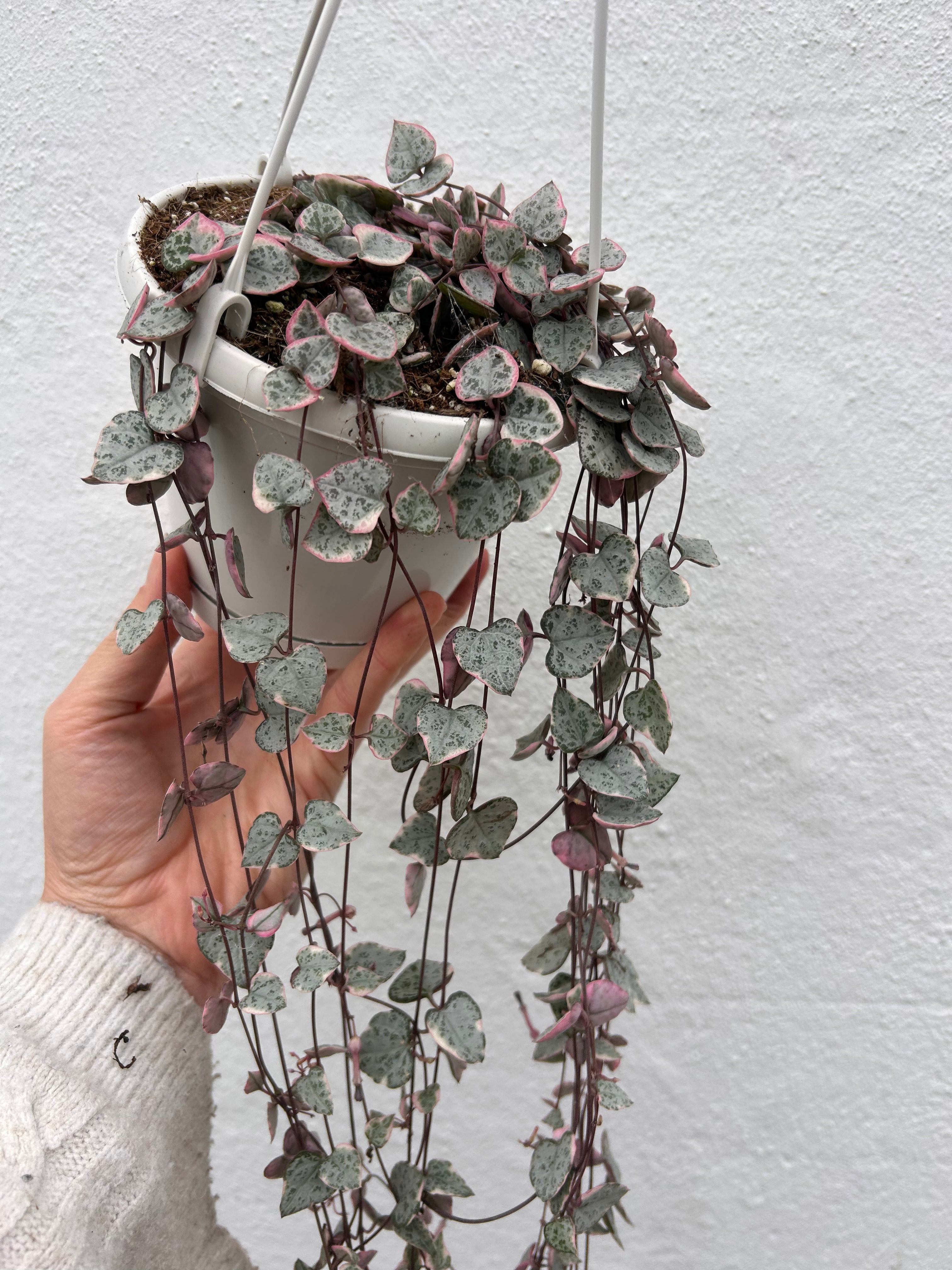 Ceropegia woodii (Variegated String of Hearts/ Rosary Vine)