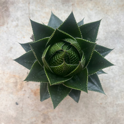 Aloe aristata &