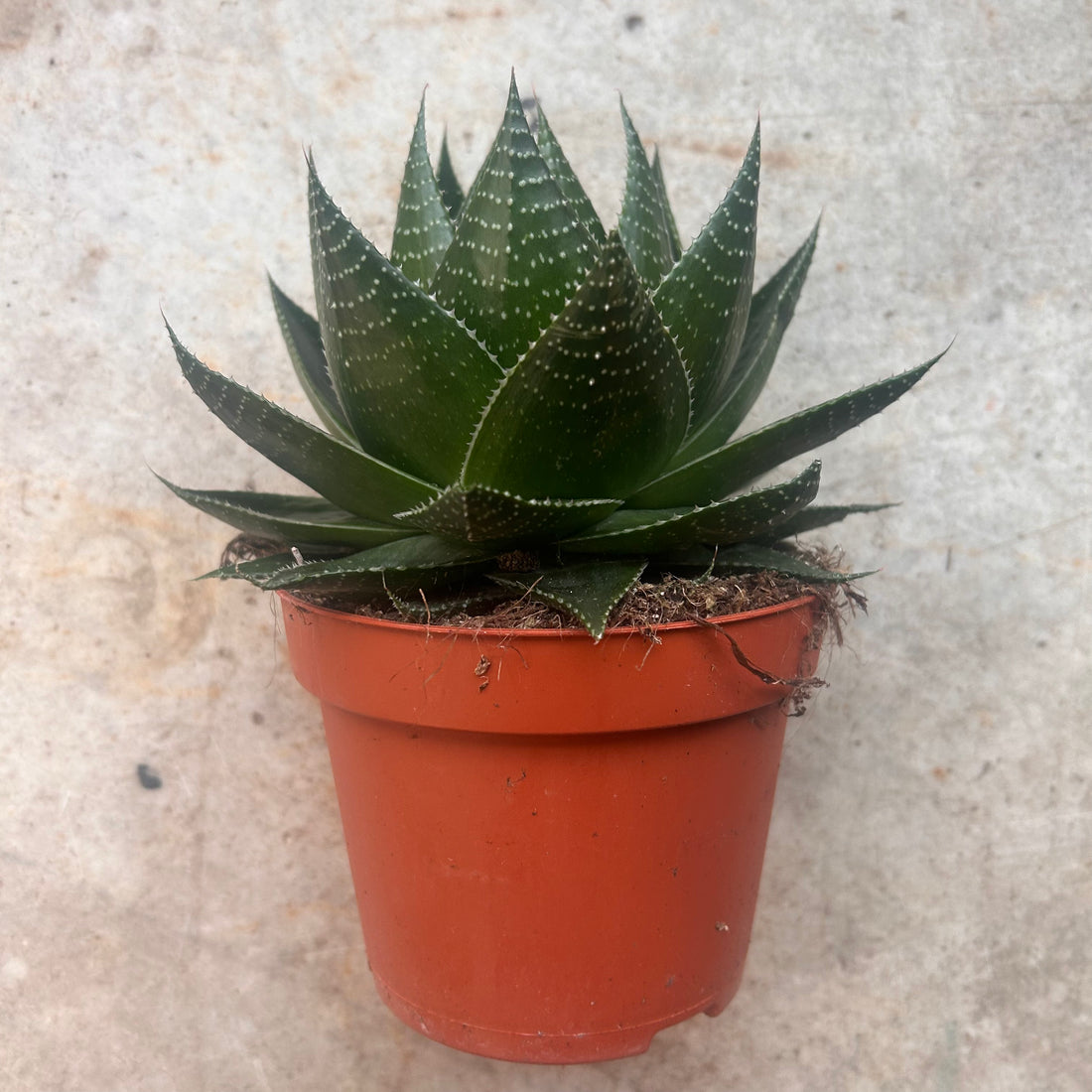 Aloe aristata &