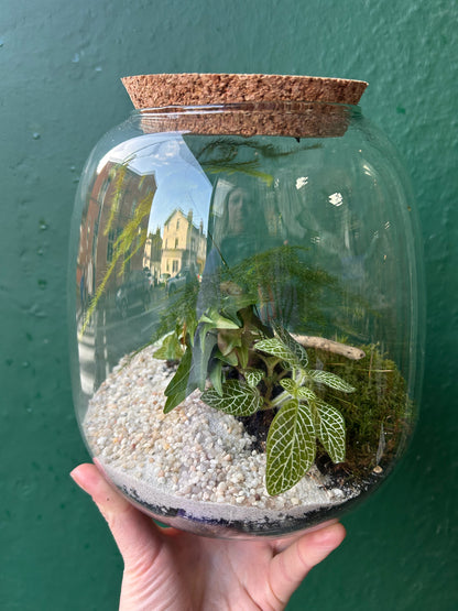 Small Closed Terrarium in beautiful vessel